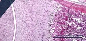 cartilagine-al-microscopio