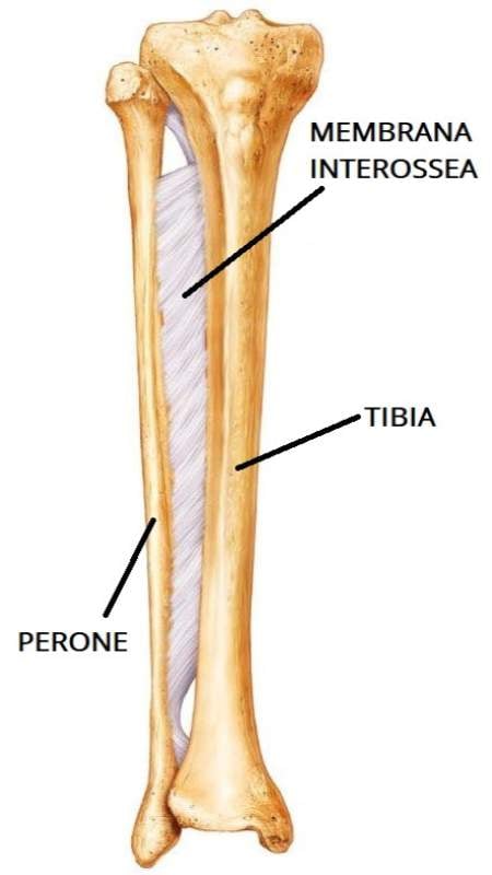 immagine-disegnata-di-una-tibia