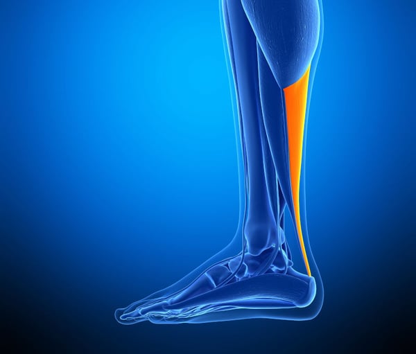 Illustrazione che evidenzia la posizione del tendine d'Achille nella gamba.